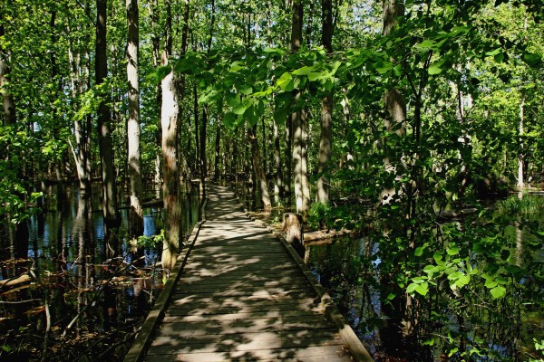 Wild Goose Woods Pond V by Deb Oppermann
